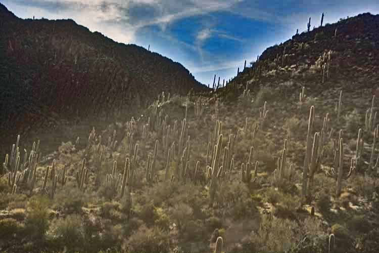 backlit saguaros on hillside